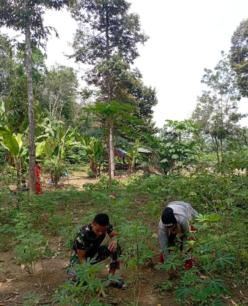 Wajah Bersinar seorang Ibu saat Satgas TMMD ke 123 Kodim 0212/Tapsel Membantu Panen Cabe Rawit di Simanuldang Julu