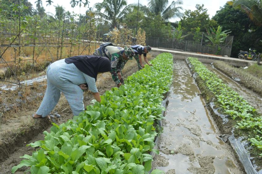 Kisah Inspiratif Satgas TMMD ke-123 Kodim 0212/TS Bantu Panen Sawi Warga Desa Simanuldang Jae Palas, Bukti Nyata Pengabdian untuk Masyarakat