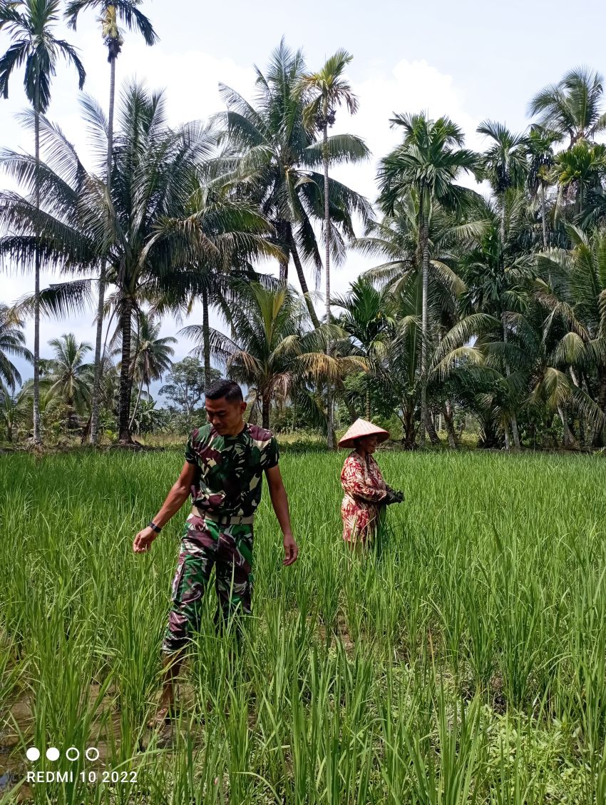 Wujudkan Ketahanan Pangan, Satgas TMMD ke-123 Kodim 0212 Bantu Petani Bersihkan Gulma di Pintu Padang Palas