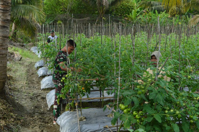 Kodim 0212/TS Satgas TMMD ke-123 Bantu Petani Panen Tomat di Padang Lawas, Wujud Nyata Kemitraan TNI dan Masyarakat