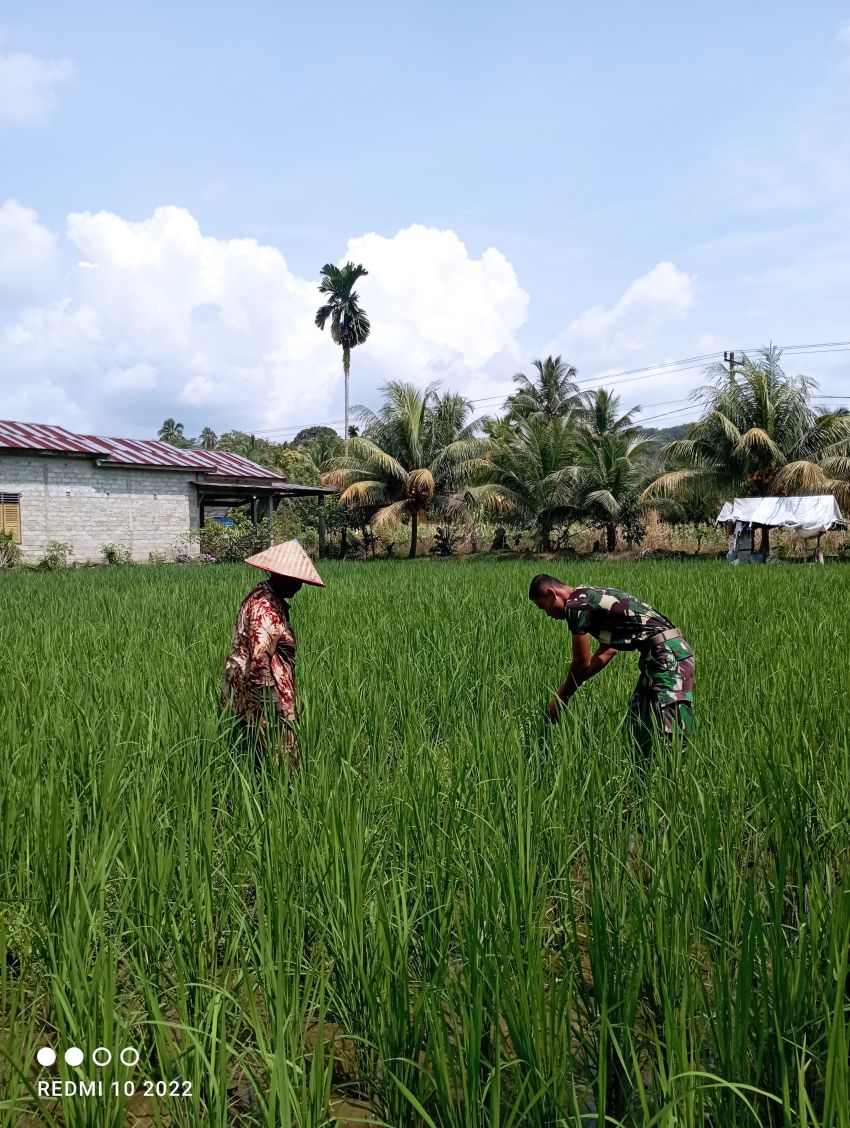 Kisah Perjuangan Petani di Palas yang Terbantu dengan Kehadiran Satgas TMMD ke-123 Kodim 0212/Tapsel