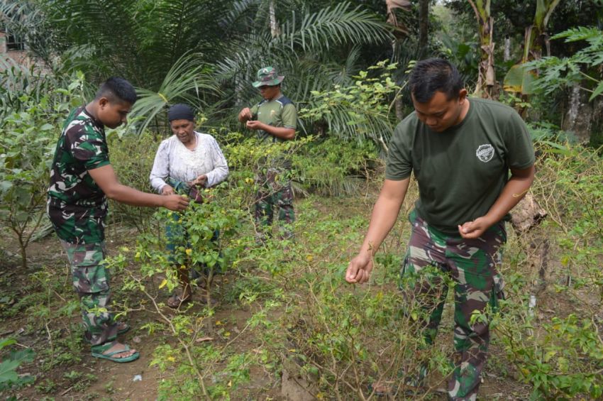 Satgas TMMD ke-123 Kodim 0212/Tapsel: Dari Kebun ke Hati, Kisah Kepedulian TNI yang Menyentuh Warga Desa Simanuldang Palas