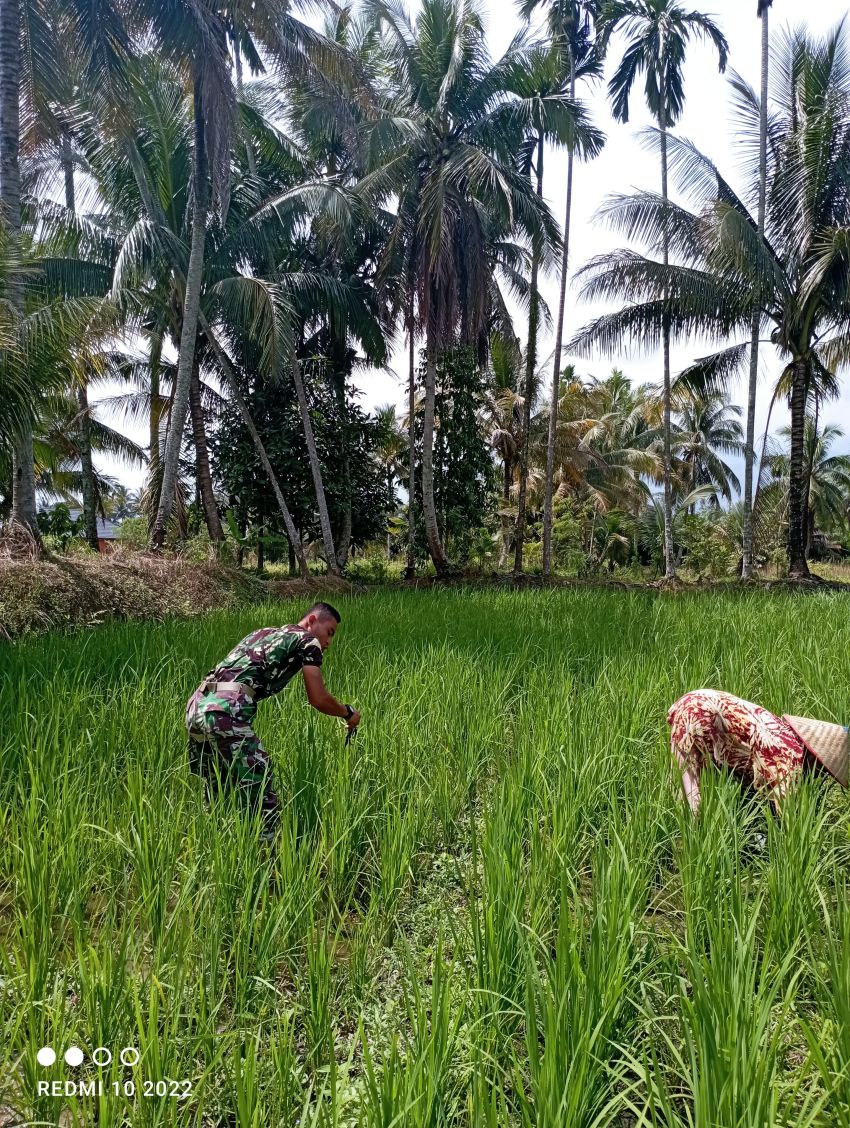 Satgas TMMD ke 123 Kodim 0212/Tapsel Bertarung Basmi Gulma saat Bantu Petani Wujudkan Swasembada Pangan di Pintu Padang Palas