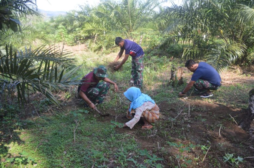 Satgas TMMD ke-123 Kodim 0212/Tapsel Tunjukkan Jiwa Sosial Tinggi: Bantu Warga Bersihkan Kebun Sawit di Desa Pintu Padang Palas
