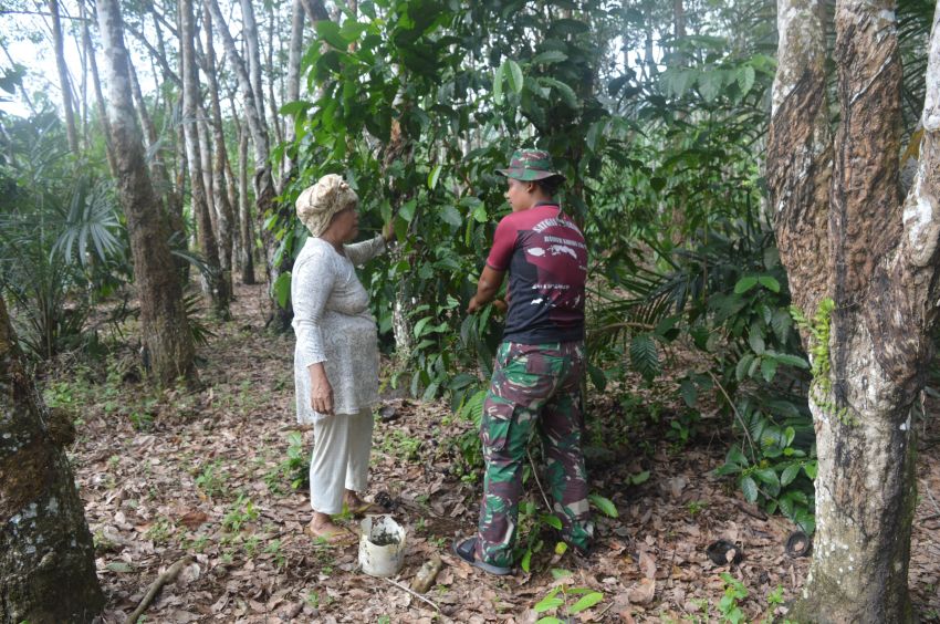 Hangatnya Kebersamaan! Satgas TMMD Ke-123 Kodim 0212/Tapsel Bantu Petani Panen Kopi di Ulu Barumun Palas