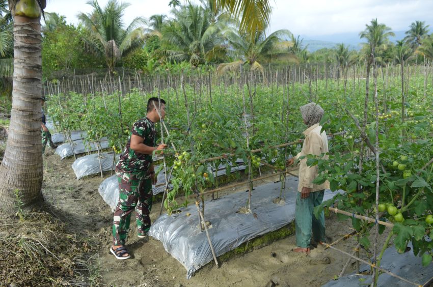 Dari Medan Tugas ke Kebun Tomat: Kisah Prajurit TMMD ke-123 Kodim 0212/Tapsel yang Memikat Hati Warga Padang Lawas
