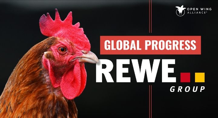 REWE Group Secara Terbuka Melaporkan Progres Komitmen Telur Bebas Sangkar Globalnya