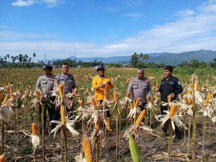 Polres Padangsidimpuan Gelar Panen Raya Jagung, AKBP Dr Wira Prayatna : Bukti Nyata Dukung Ketahanan Pangan