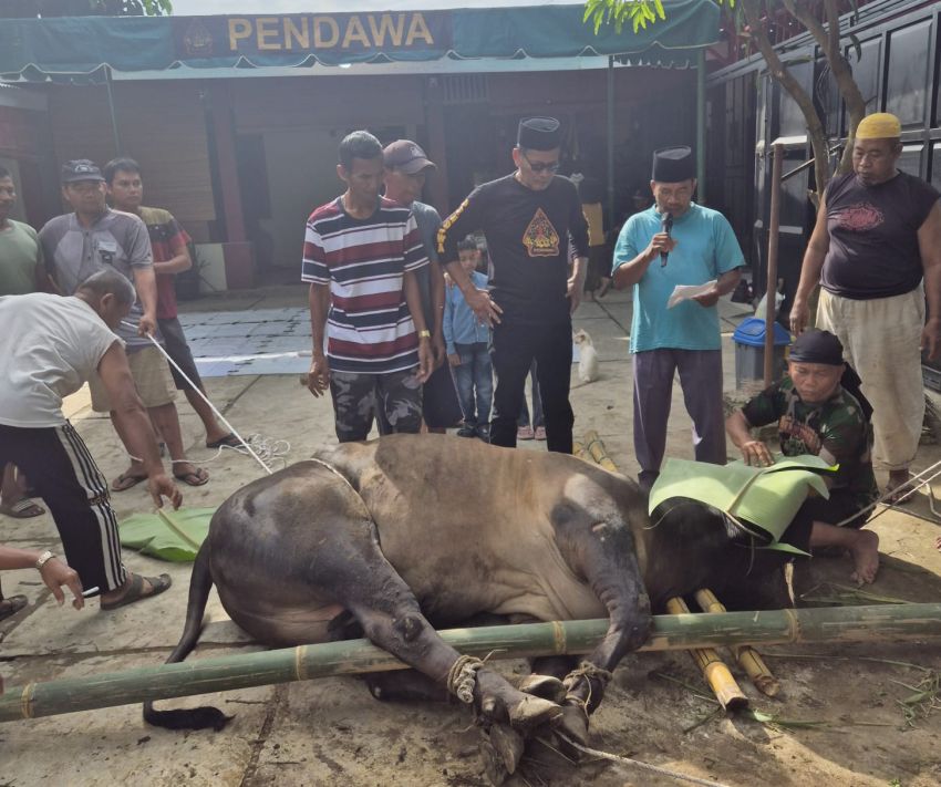 Hari Raya Idul Adha 1446 H, PB Pendawa Indonesia Sembelih 4 Ekor Sapi Qurban
