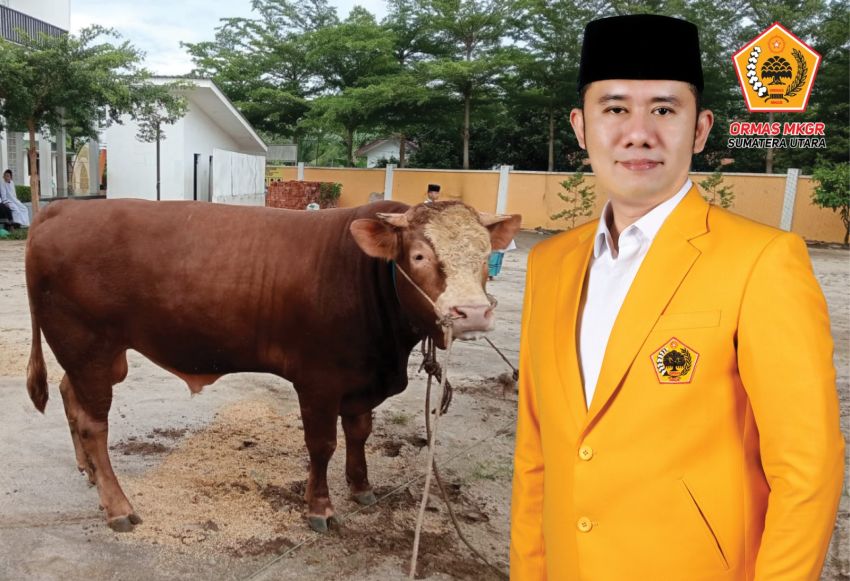 Ormas MKGR Sumut Wujudkan Semangat Idul Adha lewat Kurban di Tiga Wilayah