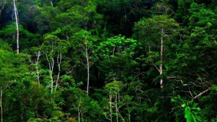 Kasus Dugaan Jual-Beli Hutan Lindung Mandek, Desakan Penetapan Tersangka untuk Kades Tanjung Medan dan Pemodal