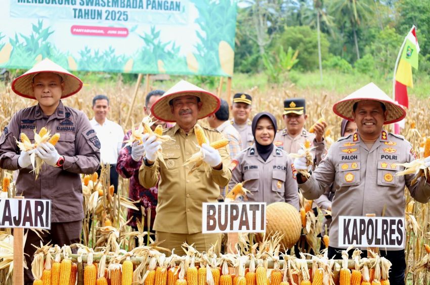 Bupati Madina Hadiri Panen Raya Jagung di Lumban Pasir,Saipullah Nasution : Mendorong Pengembangan Hilirisasi UMKM lokal