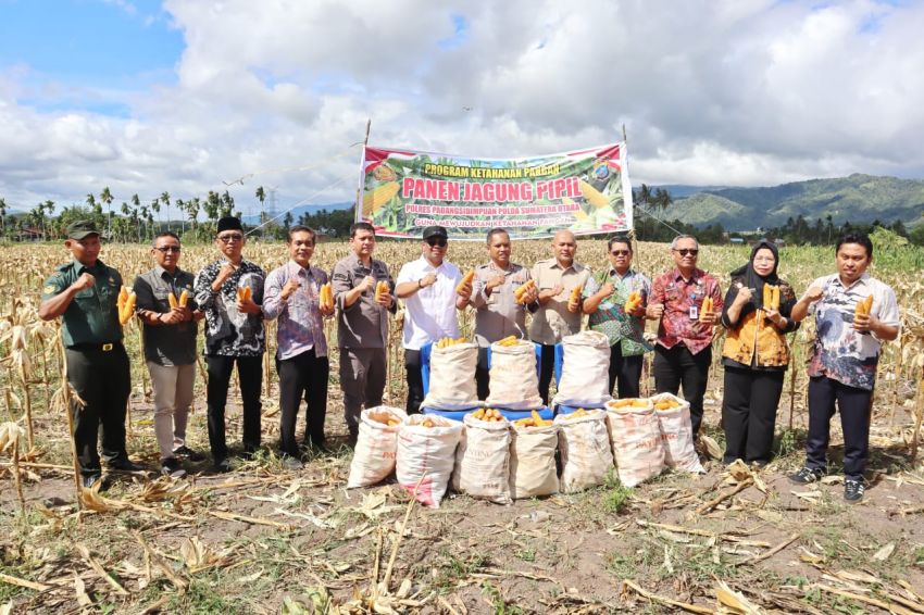 Polres Padangsidimpuan Gelar Panen Raya Jagung untuk Dukung Ketahanan Pangan Nasional