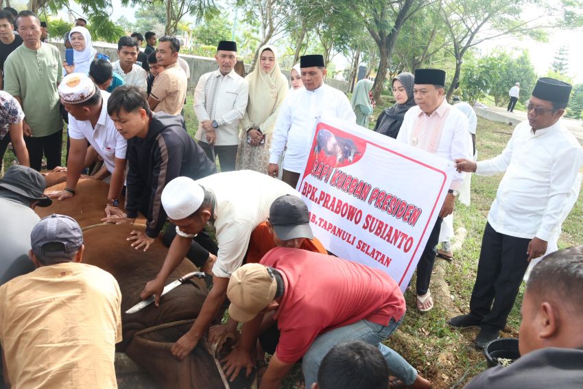 Presiden RI Prabowo Salurkan 1 Ekor Sapi ke Tapsel, Ini Penjelasan Wabup Ja'far Syahbuddin dan Partisipasi Para Pejabat di Idul Adha 1446 H