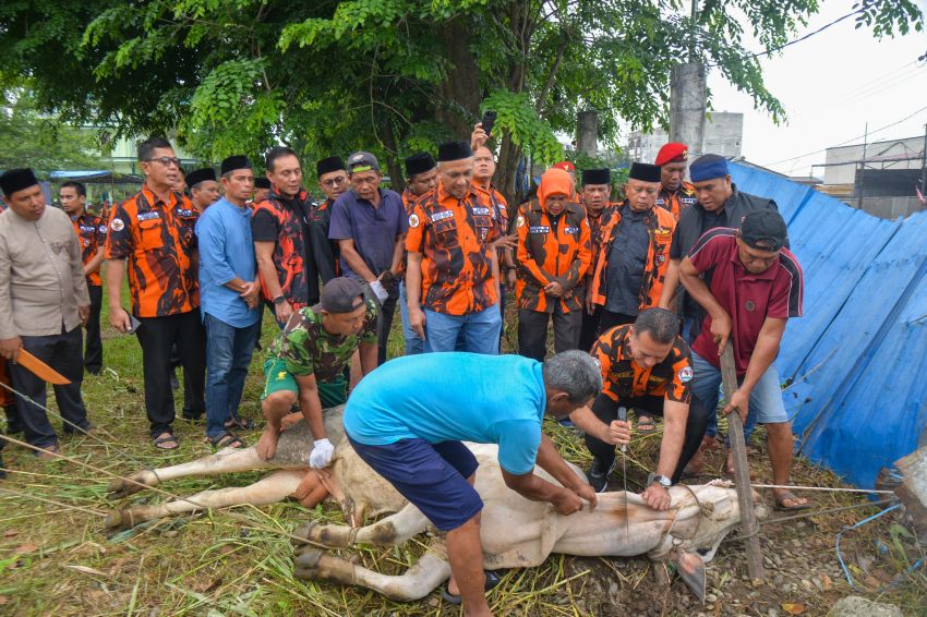 Pemuda Pancasila Sumut Kurban Tujuh Sapi dan Dua Kambing untuk Warga Kurang Mampu