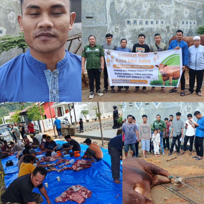 Kurban Sapi Seberat 2 Ton lebih dari Derick Edria Davinda PT SAE Warnai Idul Adha Perdana di Komplek Kasmia Padangsidimpuan