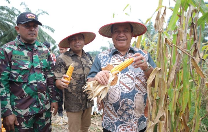 Bupati Asahan Ikuti Panen Raya Jagung Serentak yang Dipimpin Presiden Republik Indonesia