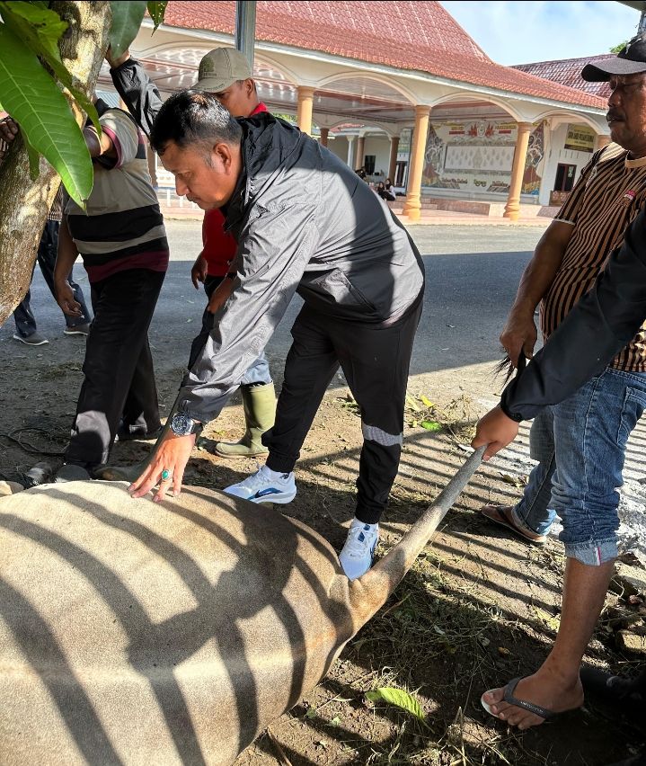 Rayakan Idul Adha 1446 H, DPD PKB Pujakesuma Sembelih Hewan Qurban Lembu