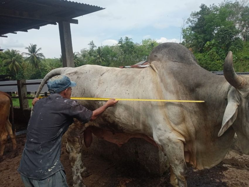 Prabowo Subianto Berkurban Sapi Raksasa untuk Warga Padangsidimpuan, Ini Berat Kilo dan Titik Lokasinya!