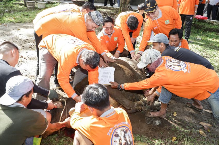 Penyembelihan hewan kurban dalam rangka Hari Raya Idul Adha 1446 H/2025 M, dilaksanakan di halaman rumah dinas wali kota