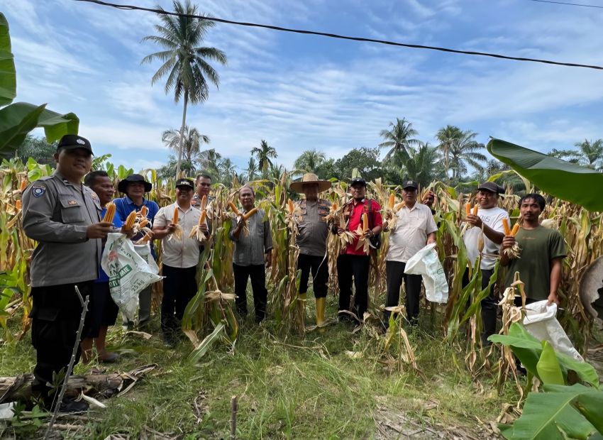 Kapolsek Air Joman Panen Jagung Bersama Forkopimcam Silau Laut