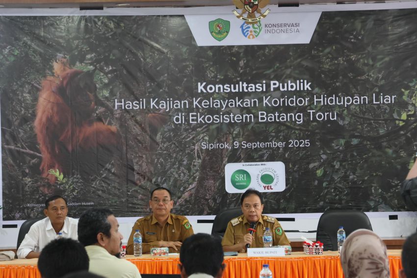 Orangutan Tapanuli Terancam Punah. Wabup Tapsel Ja'far : Ada Empat Pembangunan Koridor Satwa Jadi Solusi