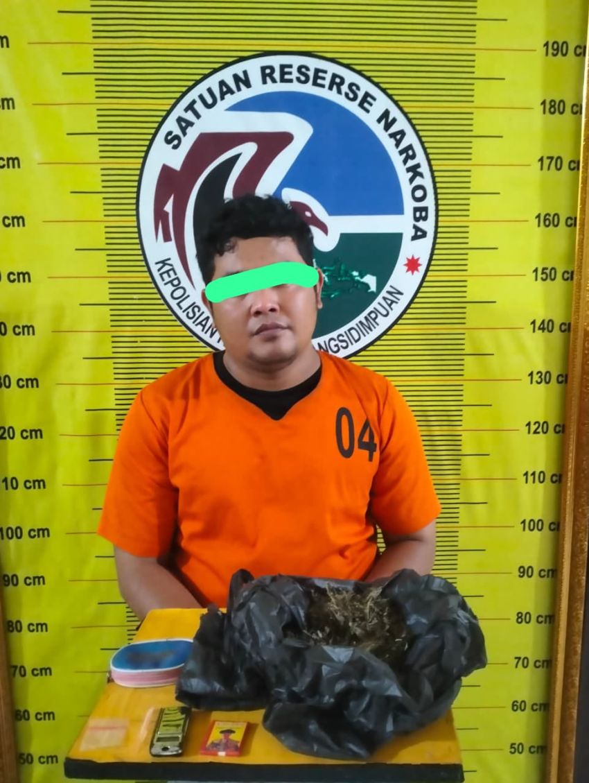 Satresnarkoba Polres Padangsidimpuan Bekuk Residivis dan Amankan 80 Gram Ganja Siap Edar