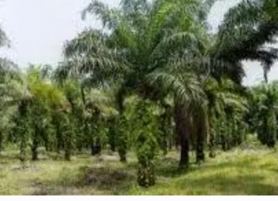 Aset Produktif USU Melimpah, UKT Mahasiswa Justru Tinggi