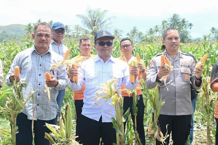 Panen Raya Jagung Kuartal III di Padangsidimpuan, Letnan Dalimunthe : Bukti Kolaborasi Wujudkan Swasembada Pangan