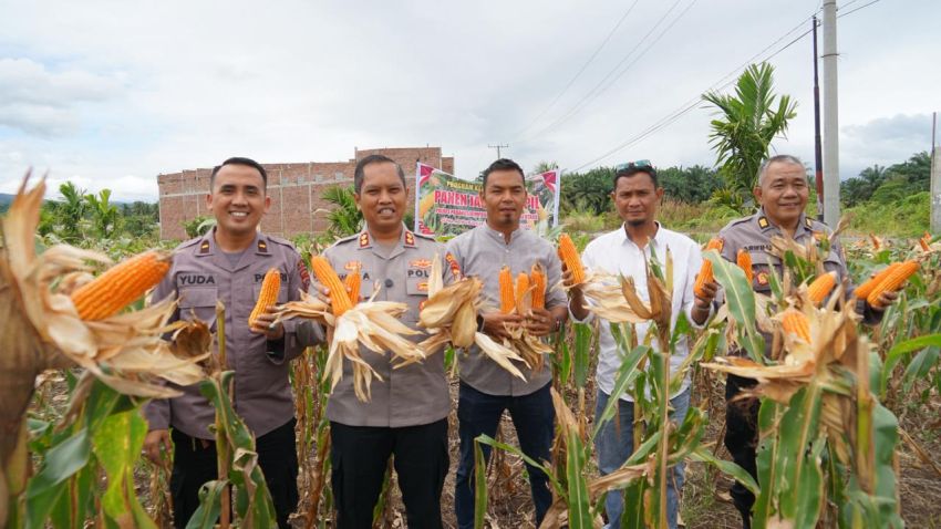 Polres Padangsidimpuan Gelar Panen Raya Jagung