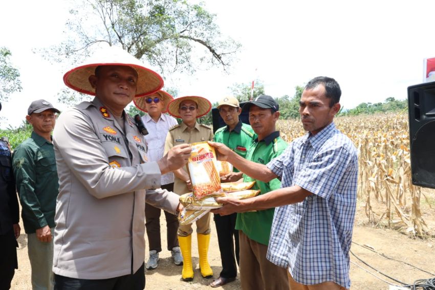 Polres Tapsel dan Forkopimda Gelar Panen Raya Jagung Serentak Kuartal III