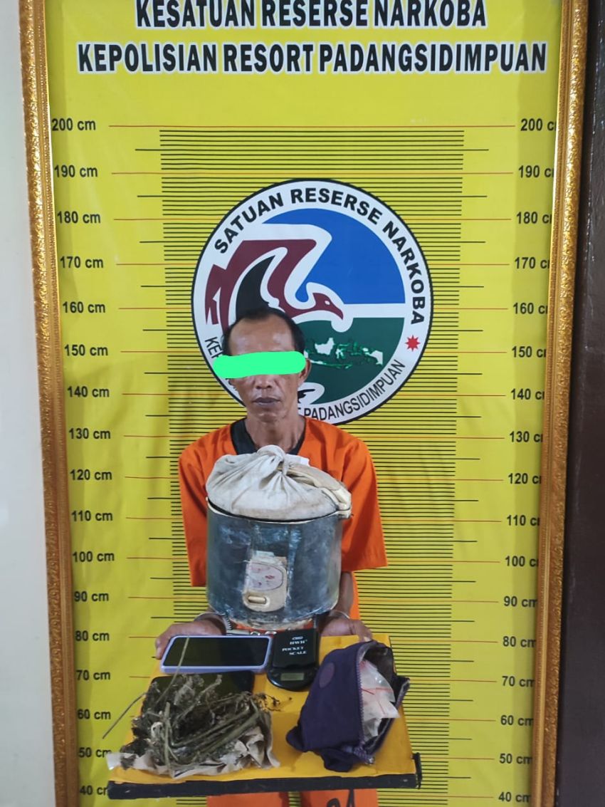 Polres Padangsidimpuan Bekuk Residivis dan Amankan Ganja Siap Edar