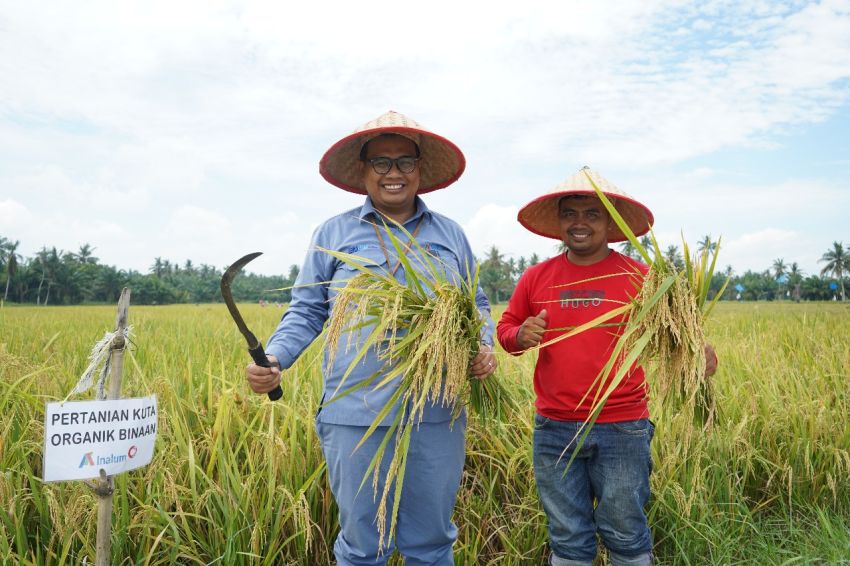 Inalum Dukung Ketahanan Pangan Lewat Panen Padi Organik di Batubara
